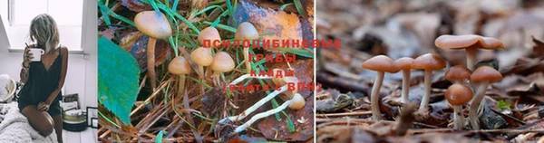 apvp Вяземский